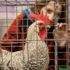 Poultry Exhibits Paused at 2022 Fair