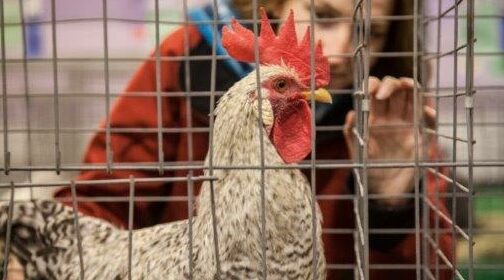Poultry Exhibits Paused at 2022 Fair
