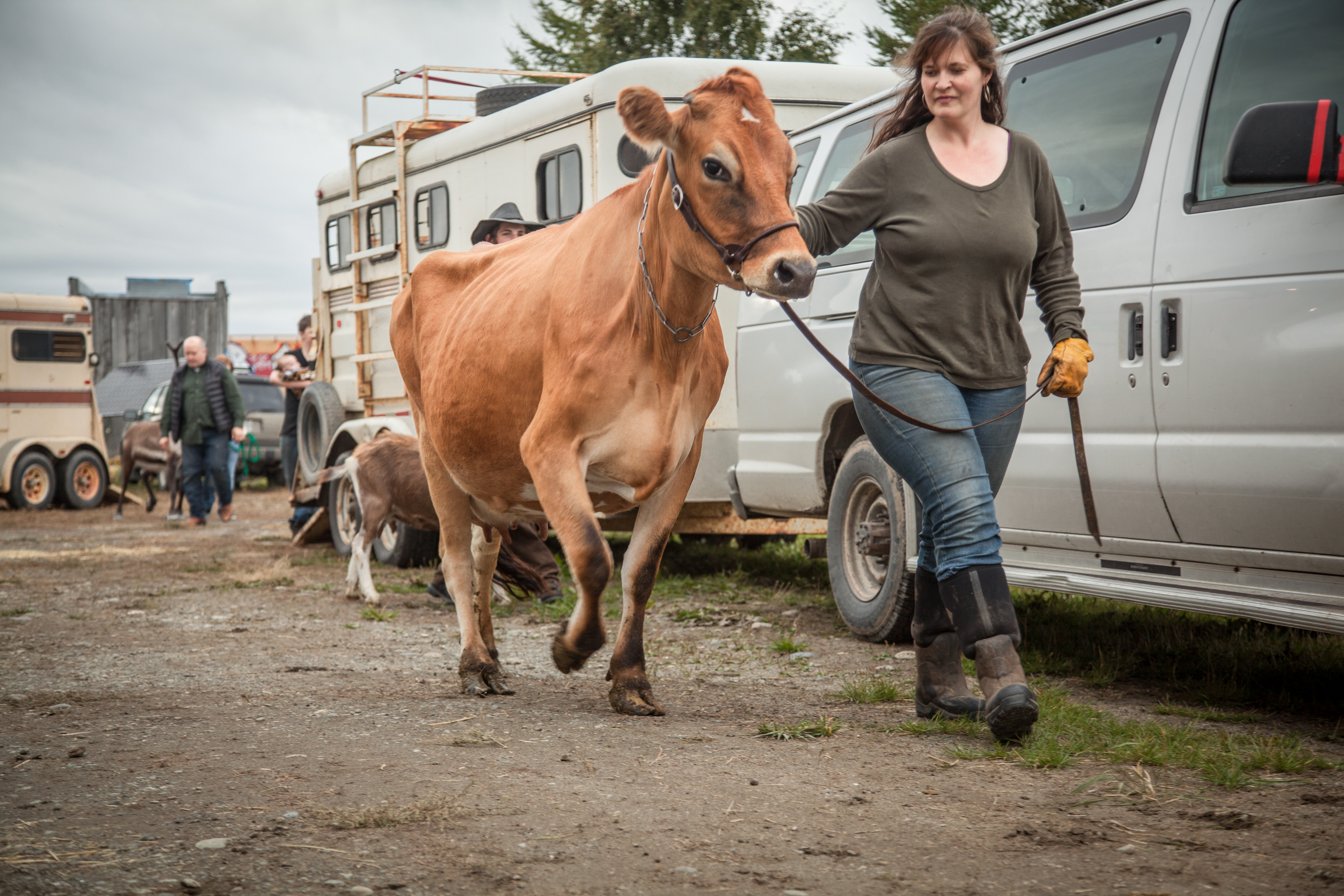 Dairy & Beef Showmanship & Conformation Master Showmanship | Alaska State Fair