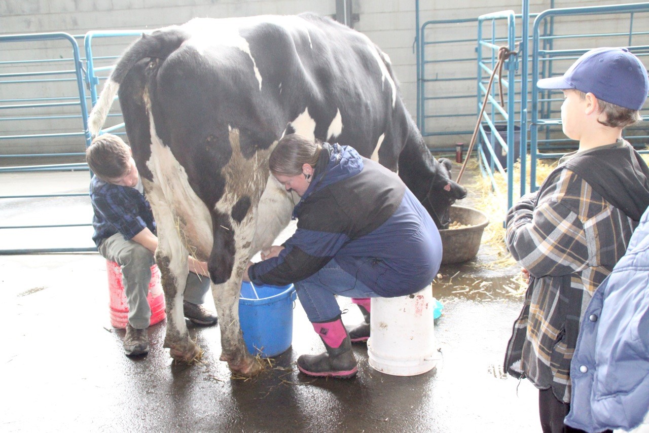 Cow Milking Demo, with Brittany Tormey - Alaska State Fair