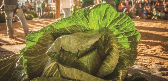 Grow a Giant Cabbage Class