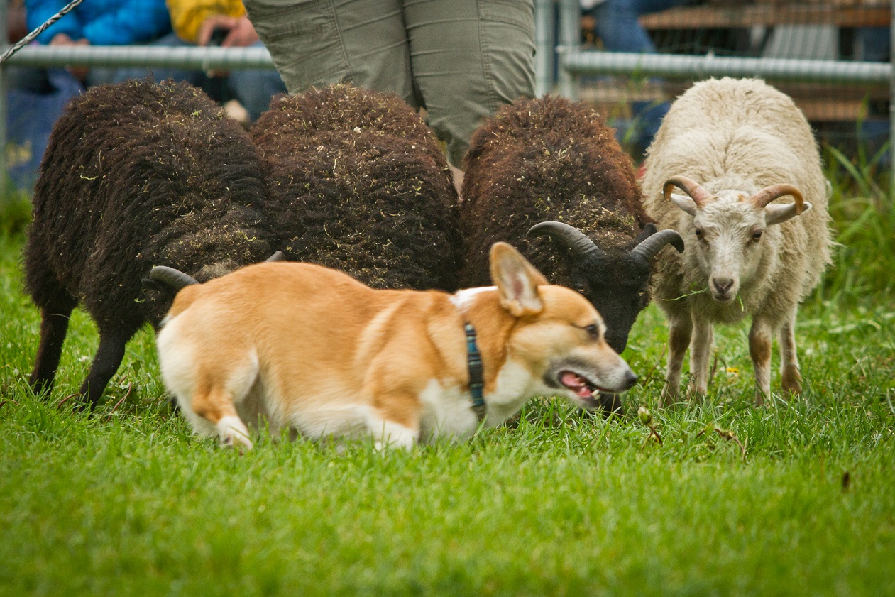 AKC Alaska Herding Group Club, Allbreed sheepdog herding demo Alaska