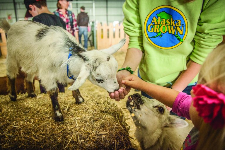 Petting Zoo at the Alaska State Fair, Palmer, Alaska Alaska State Fair