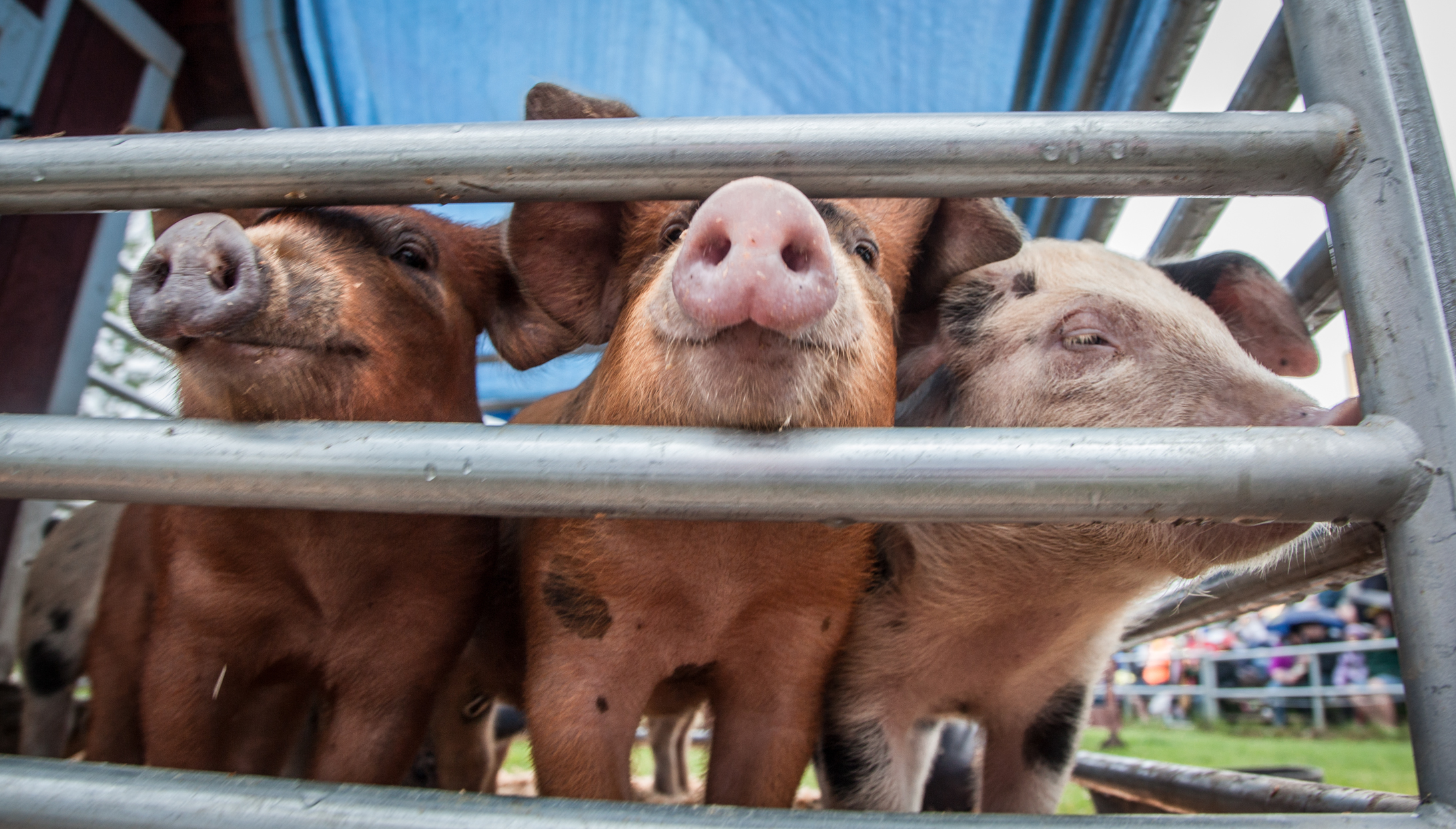 Kenai Peninsula Racing Pigs - Alaska State Fair Kenai Peninsula Racing Pigs - Alaska State Fair