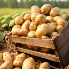 Rebarchek Mentored Potato Plots